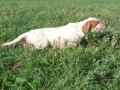 Setter Anglais BANJO DE L'ECHO DE LA FORET Setter Anglais BANJO DE L'ECHO DE LA FORET